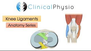 Ligaments of the Knee Joint  Clinical Physio [upl. by Ahsieit]