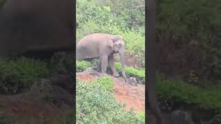 Kabini Forest Trekking Elephant [upl. by Aspasia180]