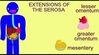 AP2 3 SEROSA OF THE DIGESTIVE TRACT [upl. by Aillicsirp]