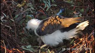 SE34 has hatched Welcome to the world 🥳 0734 SeaEagleCAM4 Live Stream  08082024 [upl. by Katuscha941]