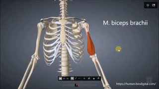 M biceps brachii [upl. by Connor]