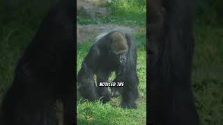 Gorilla Saves Boy After Falling in her Enclosure animals [upl. by Oicapot]