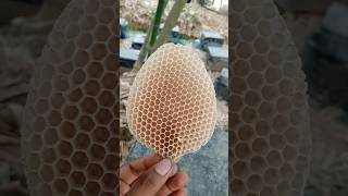 bees honeycomb 🐝 bees honey farming subscribe more videos honey shorts [upl. by Oiril611]