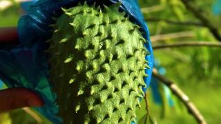 Investment Opportunities in Soursop Farming  TKO Farms [upl. by Kera]