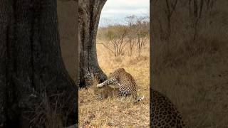 Leopards Mating  Watch Quickly or Miss [upl. by Hearsh]