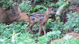 Srna a srnče Capreolus capreolus Roe Deer and Fawn [upl. by Tifanie845]