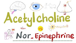 Acetylcholine ACh vs NorEpinephrine NorEpi  PANS vs SANS  Physiology and Pharmacology [upl. by Ramin]