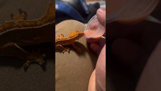 Getting a PICKY Crested Gecko BABY To Eat Babycrestedgecko [upl. by Schroer112]