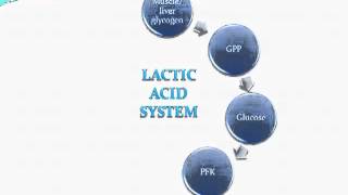 A2 PE Ex Phys Lactic Acid System [upl. by Switzer260]