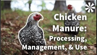 Chicken Manure 💩 Processing Management amp Use [upl. by Ayo]