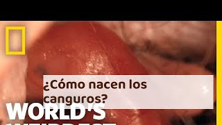 ¿Cómo NACEN los CANGUROS  Explicación y vídeo [upl. by Ynattib]