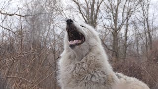 When All 50 Wolves Howl [upl. by Ashraf]