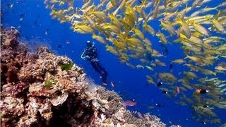 Australias Great Barrier Reef  beautiful underwater nature  Scuba Diving the Ribbon Reefs HD [upl. by Pagas]