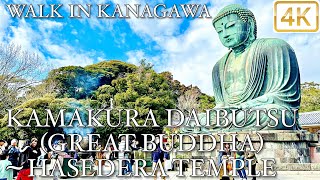 【 KAMAKURA DAIBUTSU 鎌倉大仏  HASEDERA TEMPLE 長谷寺 】 Walk in Kanagawa 神奈川 4K [upl. by Catlaina284]