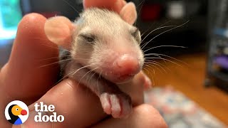 Watch These Rescue Baby Opossums Learn Table Manners  The Dodo [upl. by Peednus]