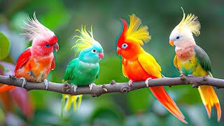 Birds Chirping 4K  Therapeutic Bird Sounds for a Calm Nervous System 🌿 Refresh and Relax Your Soul [upl. by Nilats56]