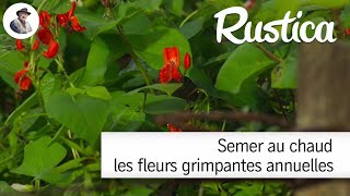 Semer au chaud les fleurs grimpantes annuelles [upl. by Divod]