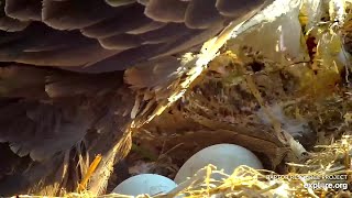 Decorah North Eagles 🥚 🥚 Close Up Of The Two Eggs 🥚🥚 20240220 [upl. by Euginom875]