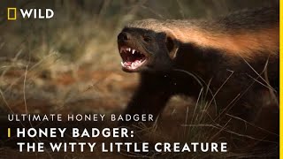 Honey Badger The Witty Little Creature  Ultimate Honey Badger  30th June  9 PM  Nat Geo Wild [upl. by Bolme]