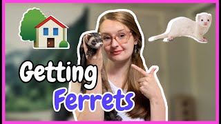 What to do When Bringing Your NEW Ferrets HOME [upl. by Adnohs]