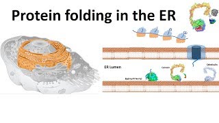 protein folding in the ER [upl. by Barton77]