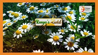 KENYAS GOLD  Pyrethrum Farming Part 3 [upl. by Ardied]