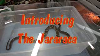 Introducing The Jararaca [upl. by Pauletta482]