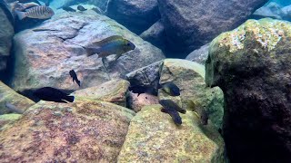 Swimming With Cichlids  Petrochromis polyodon kantalamba [upl. by Fraser]