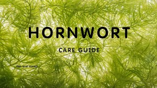 HORNWORT or COONTAIL PLANT CARING GUIDE  AQUATIC PLANTS  AQUARIUM PLANTS [upl. by Kimberly]