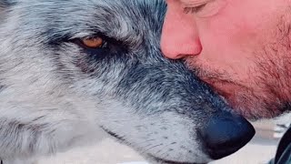 Man rescues wolf Now theyre obsessed with each other [upl. by Ynattir610]