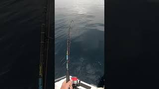 Big doggie mackerel fishing mackerel boatfishing fishingvideo shorts [upl. by Yaned838]