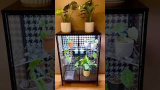 My latest IKEA Rudsta Greenhouse ikeagreenhouse ikeagreenhousecabinet ikearudsta ikea plants [upl. by Lyrred]