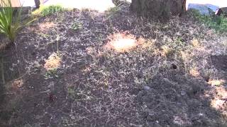 Lawn and Landscape Advice Around Shaded Evergreen Trees [upl. by Nuy200]