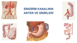 Sindirim Kanalının Arter ve Sinirleri  2 Bölüm Teorik [upl. by Atiken]