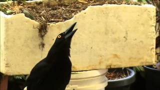 Magnificent AUSTRALIAN CURRAWONG CALL [upl. by Duj]