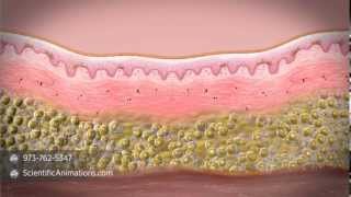 What is stem cell therapy [upl. by Hebner840]