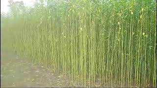 Cyperus rotundus control in jute by high density sowing amp urea application thrice from sowingIndia [upl. by Skill269]