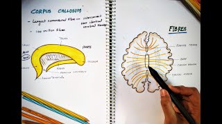 CORPUS CALLOSUM  Parts and Function  Largest Commissure  White Matter  Neuro Anatomy [upl. by Twitt]