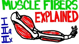 Muscle Fibers Explained  Muscle Contraction and Muscle Fiber Anatomy [upl. by Kilroy]