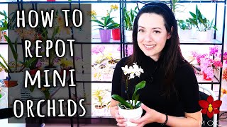 How to repot a Mini Phalaenopsis Orchid  Detailed guide  Orchid Care for Beginners [upl. by Eitsrik]