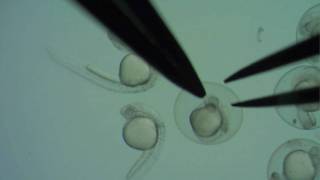 Dechorionating zebrafish embryos [upl. by Inez]