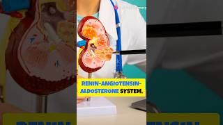 ReninAngiotensin Aldosterone System RAAS shorts pharmacology pharmacy bloodpressure study [upl. by Lauri]