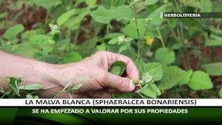 HERBOLISTERIA LA MALVA BLANCA CULTIVO CUIDADOS Y UTILIDAD [upl. by Darline]