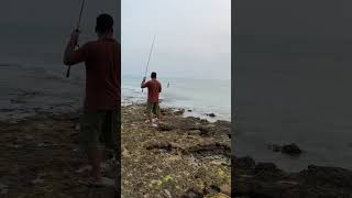 FUJAIRAH DIBBA FISHING 🎣HAMOOR HUNTING brazilvsparaguay [upl. by Eirrol]