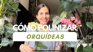 Cómo polinizar orquídeas proceso completo y explicación de las partes de la flor [upl. by Assi]