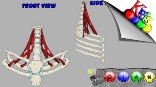 The Scalenes → Origins Insertion Action and Innervation video  By Kinesiology Kris [upl. by Nylsirk]