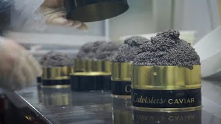 Calvisius  Caviar Experience  Il Miglior Caviale al Mondo  Top  Esclusivo  Italiano [upl. by Kean]