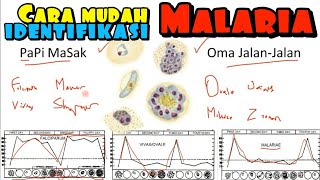 Klasifikasi Malaria Membedakan Malaria Tropikana P falciparum Tertiana P vivax ovale Kuartana [upl. by Matti703]