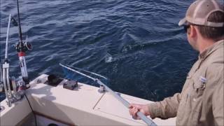 6252017 Salmon Fishing Trip out of Fairport MI with Blitzkrieg Sportfishing [upl. by Sivlek]