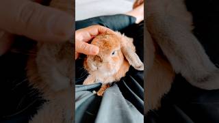 Fluffy Bunny rabbit shorts pets [upl. by Eibur569]